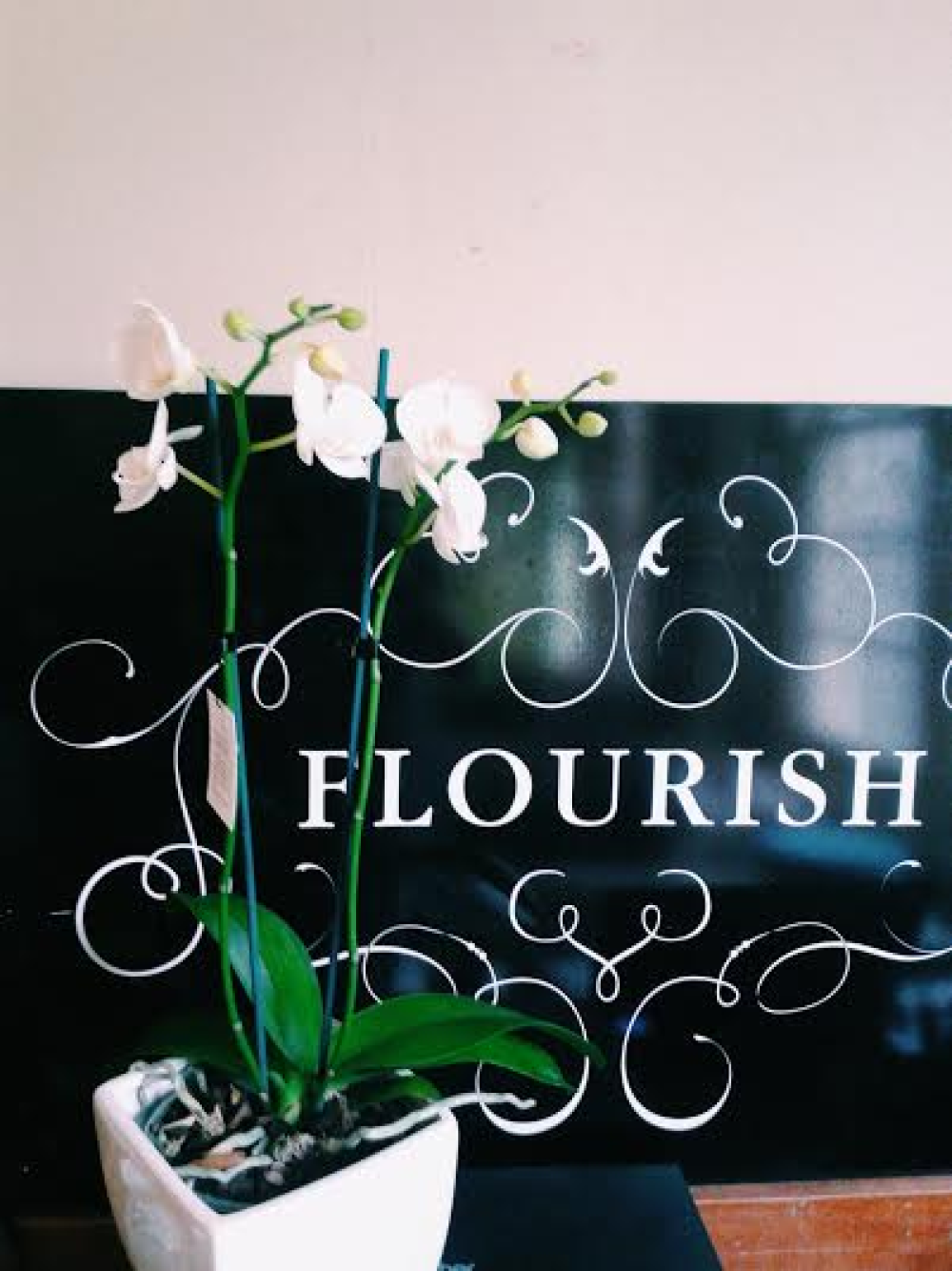 Orchid in pot Product Image
