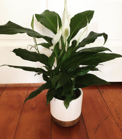 Peaceful Elegance - A beautiful potted plant with lush green foliage and elegant white accents. Presented in a contemporary pot, it makes a lasting gift for the home or office and is suitable for many occasions.